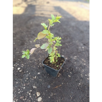 LAGERSTROEMIA bez południa PAKIET 3SZT RÓŻNE KOLORY - sadzonki 10 / 20 cm